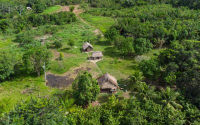 Drumuri antice, vechi de 2.700 ani, scoase la lumină în Amazon