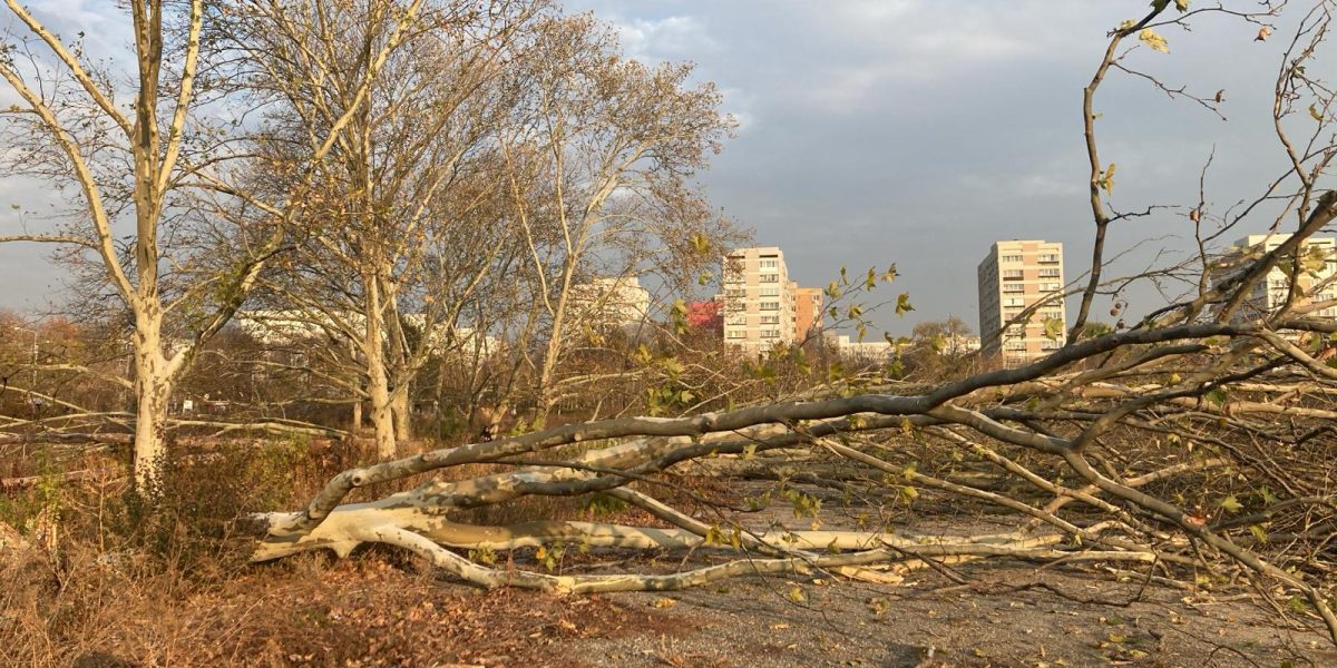 Diana Buzoianu vrea lege drastică: Arborii din orașe, protejați de tăieri ilegale