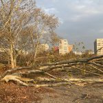 Diana Buzoianu vrea lege drastică: Arborii din orașe, protejați de tăieri ilegale