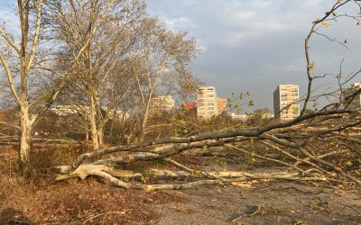 Diana Buzoianu vrea lege drastică: Arborii din orașe, protejați de tăieri ilegale