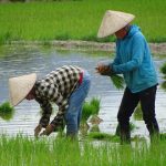 Criza Iran: Războiul afectează culturile de orez din Asia și crește prețurile