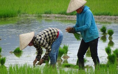 Criza Iran: Războiul afectează culturile de orez din Asia și crește prețurile