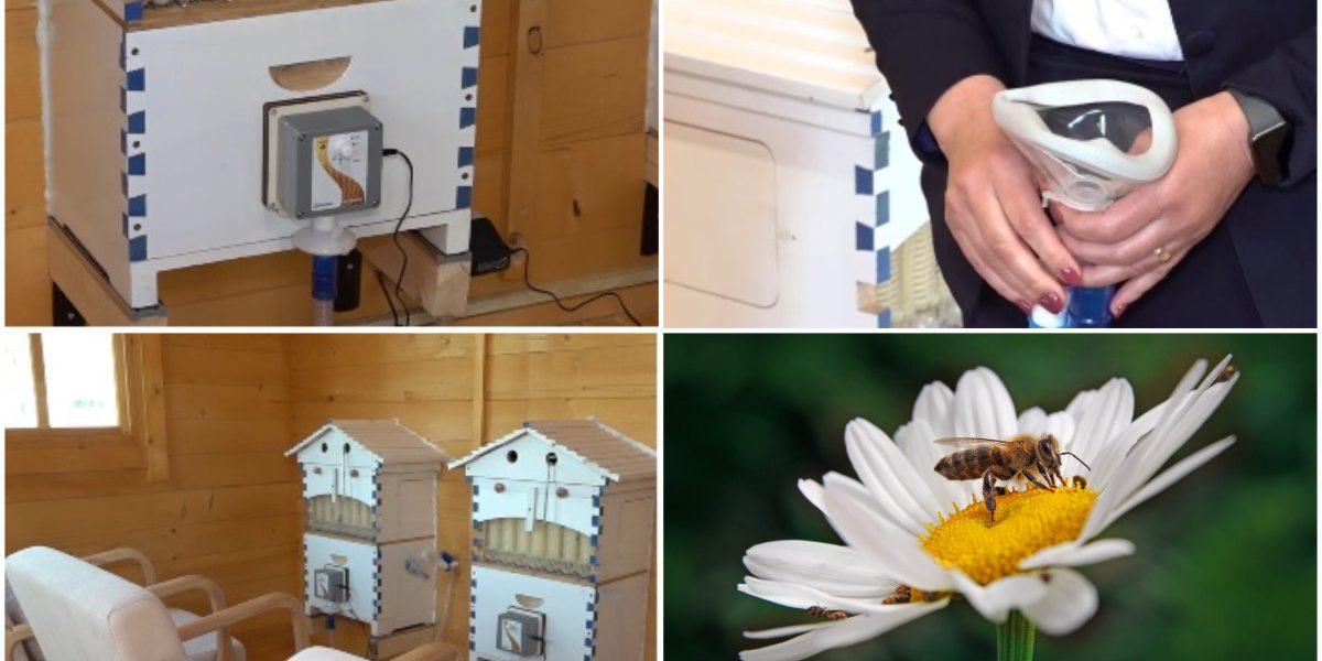 Apiterapia cucerește România: Județele unde te vindeci cu aer de stup