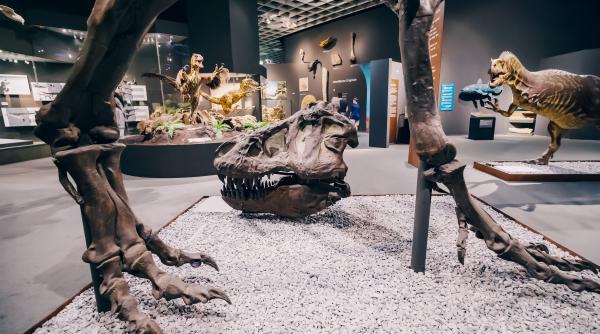 Ou de dinozaur minuscul, record GUINNESS: O MINUNE!