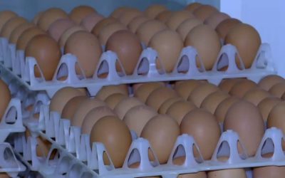 Ouă cu Salmonella retrase în prag de Sărbători: Alertă alimentară în România