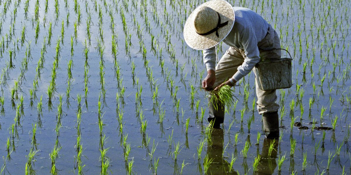 Război în Iran: Criza de combustibil lovește culturile de orez din Asia