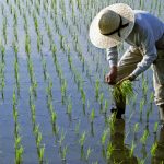 Război în Iran: Criza de combustibil lovește culturile de orez din Asia