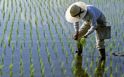 Război în Iran: Criza de combustibil lovește culturile de orez din Asia