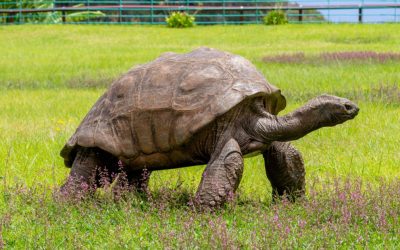 La 194 de ani, țestoasa uriașă Jonathan, considerată cea mai veche țestoasă terestră din lume, a devenit victima unei escrocherii online legate de criptomonede, fapt care a stârnit confuzie și speculații în mass-media internațională