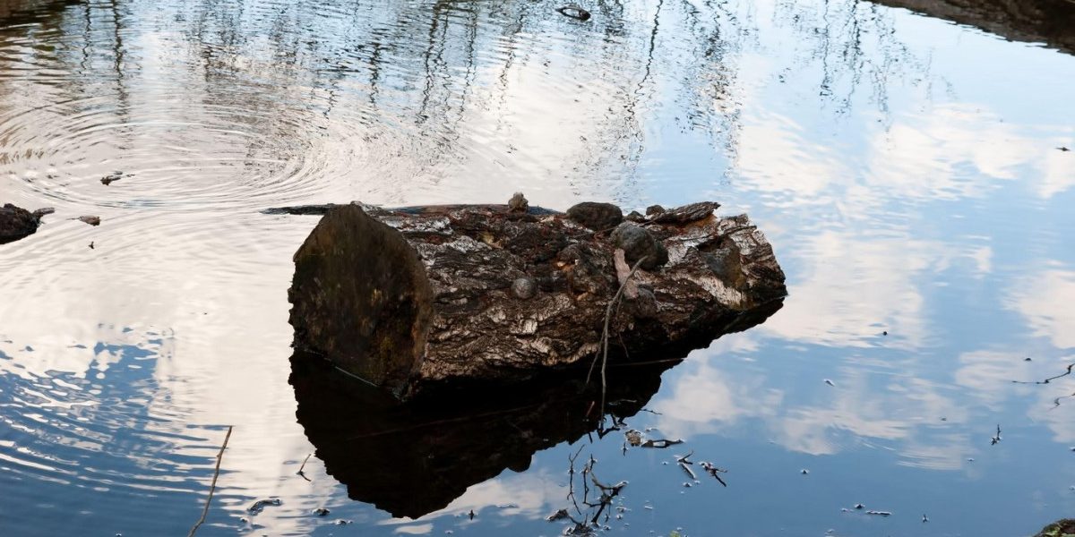 Arheologii: Oamenii preistorici foloseau lemne aduse de râu acum 780.000 de ani