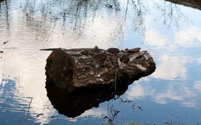 Arheologii: Oamenii preistorici foloseau lemne aduse de râu acum 780.000 de ani