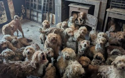 Peste 250 de câini au fost salvați de pe o proprietate din Marea Britanie, după ce autoritățile au intervenit în urma unor semnalări