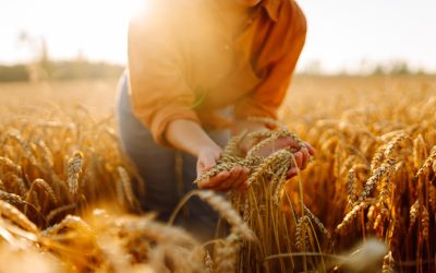 Criza globală a îngrășămintelor agravează sectorul alimentar, în contextul tensiunilor din Orientul Mijlociu, unde blocada Strâmtorii Hormuz a perturbat semnificativ fluxurile comerciale