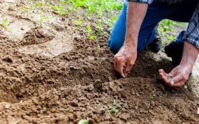 Reprezentanții sectorului agricol românesc vor fi prezenți la Bruxelles pe 13 aprilie pentru a discuta cu oficialii Comisiei Europene despre impactul creșterii accelerate a prețurilor la îngrășăminte