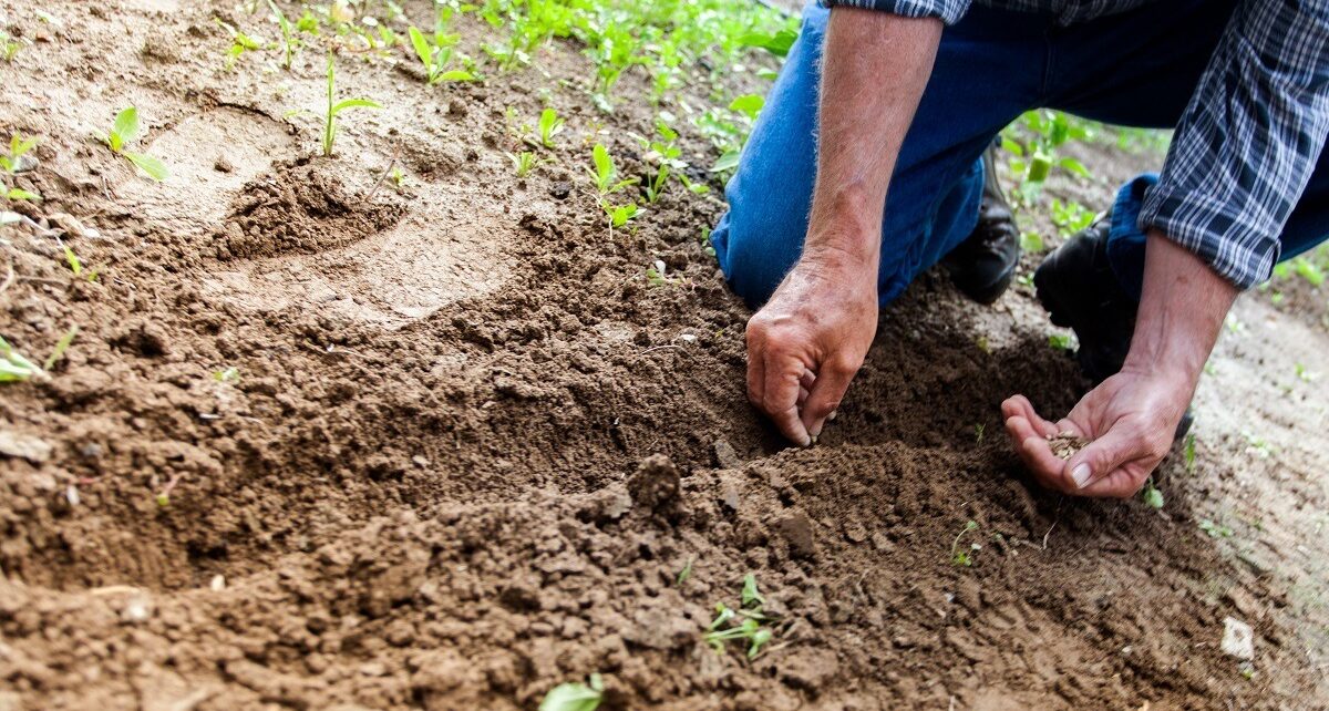 Reprezentanții sectorului agricol românesc vor fi prezenți la Bruxelles pe 13 aprilie pentru a discuta cu oficialii Comisiei Europene despre impactul creșterii accelerate a prețurilor la îngrășăminte