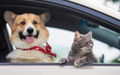 Amenzi USTURĂTOARE pentru șoferii din România: Câinele pe scaunul din față, riscuri mari