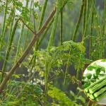 Alternativa naturală: Soluții chimice, înlocuite cu ingrediente-minune