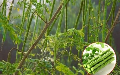 Alternativa naturală: Soluții chimice, înlocuite cu ingrediente-minune