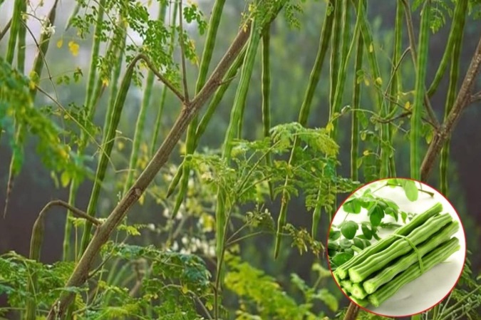 Alternativa naturală: Soluții chimice, înlocuite cu ingrediente-minune