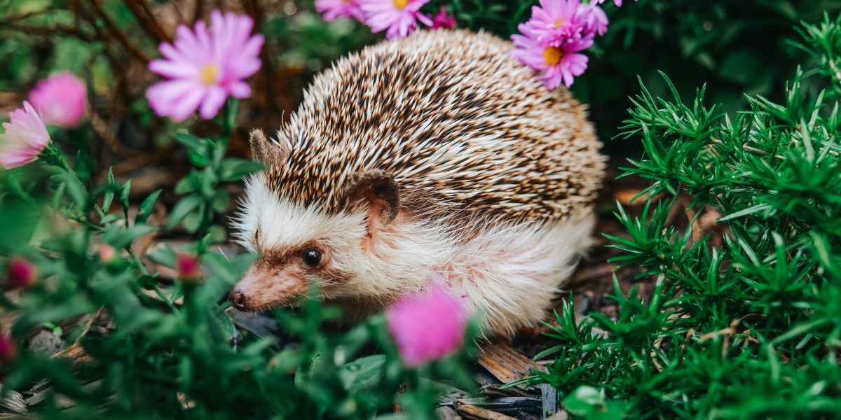 De ce ariciul merită mai mult: rolul SURPRINZĂTOR în natură
