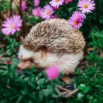 De ce ariciul merită mai mult: rolul SURPRINZĂTOR în natură