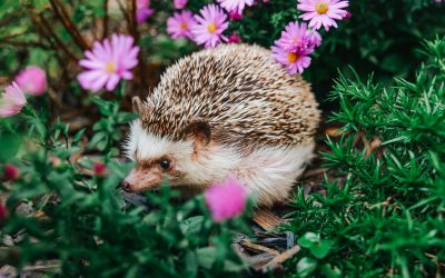 De ce ariciul merită mai mult: rolul SURPRINZĂTOR în natură