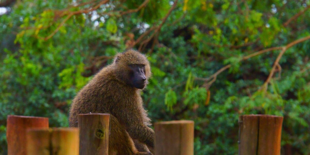 Maimuță hoață în bucătărie: Reacția incredibilă a unei femei din România