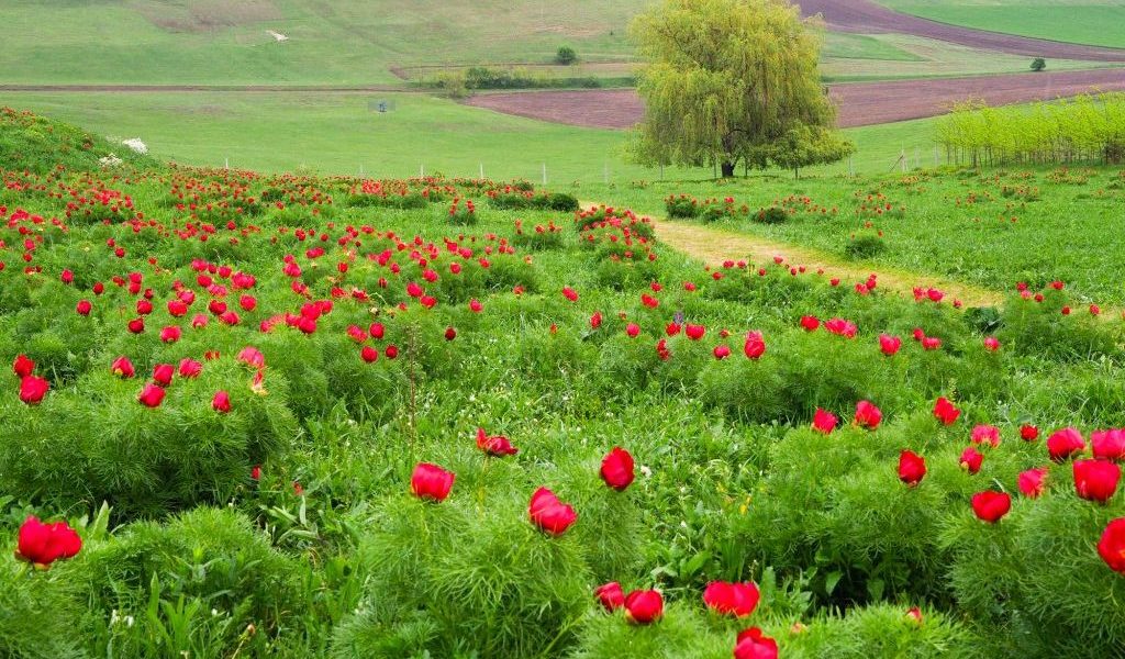 Bujorii de Stepă de la Zau de Câmpie, în Culori Vibrante, Revin la Castelul Ugron Rezervația Naturală de Bujori de Stepă de la Zau de Câmpie, unică în Europa, își etalează frumusețea pentru cea de-a treia oară la Castelul Ugron