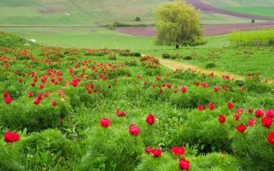 Bujorii de Stepă de la Zau de Câmpie, în Culori Vibrante, Revin la Castelul Ugron Rezervația Naturală de Bujori de Stepă de la Zau de Câmpie, unică în Europa, își etalează frumusețea pentru cea de-a treia oară la Castelul Ugron