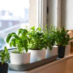 Plantele norocoase ce alungă energiile rele din casa ta. Tradiție veche valabilă și-n România