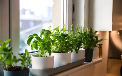 Plantele norocoase ce alungă energiile rele din casa ta. Tradiție veche valabilă și-n România