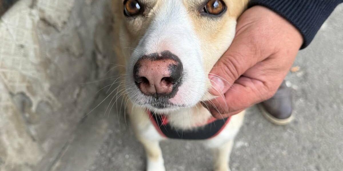 București: Sterilizare GRATUITĂ pentru câinii fără pedigree. Unde te înscrii?