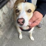 București: Sterilizare GRATUITĂ pentru câinii fără pedigree. Unde te înscrii?