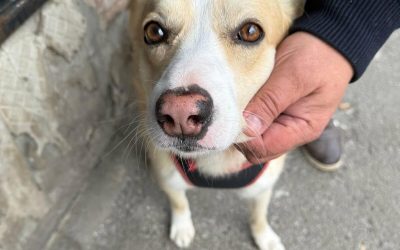 București: Sterilizare GRATUITĂ pentru câinii fără pedigree. Unde te înscrii?
