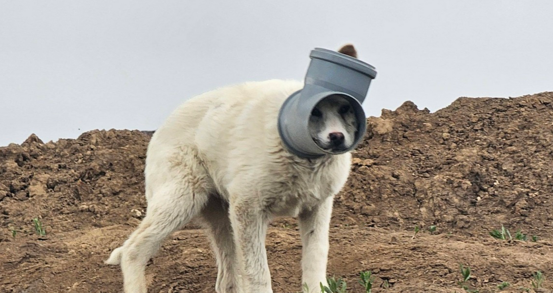 Un câine cu capul blocat într-o țeavă încă este de negăsit, la aproape o săptămână de la ultima semnalare, în ciuda eforturilor de salvare