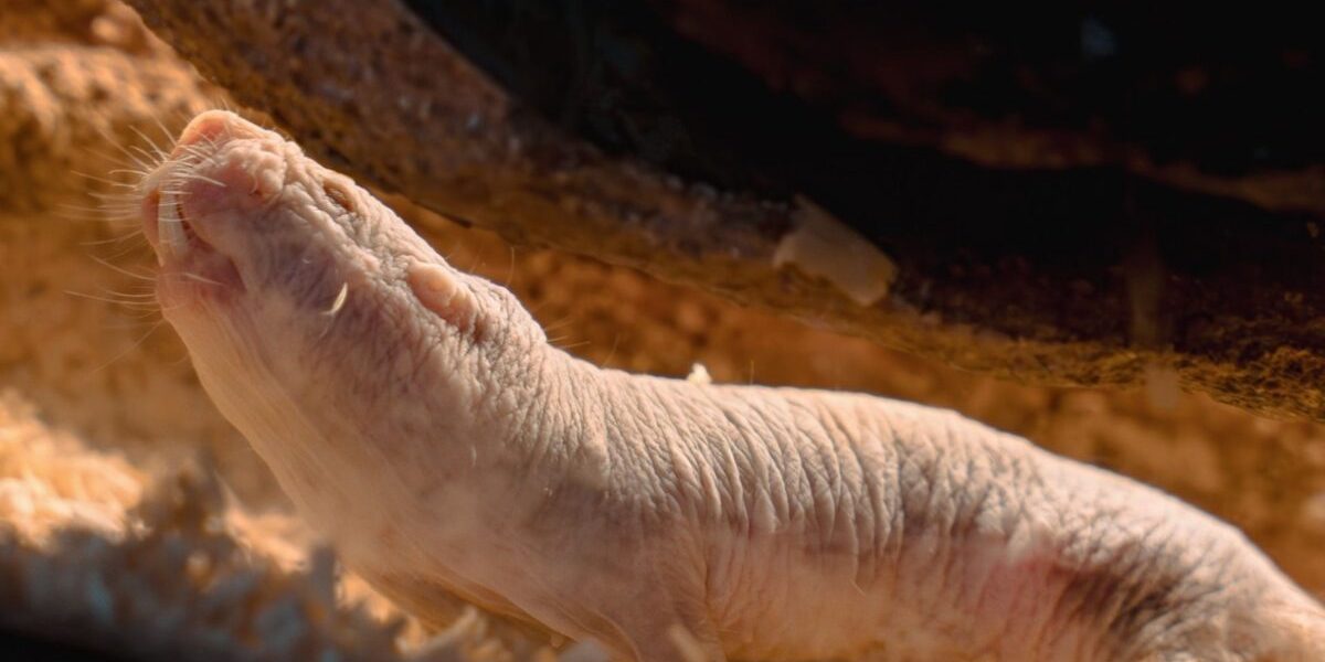 Animale uimitoare renunță la violență. Cum schimbă puterea fără scandal