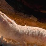 Animale uimitoare renunță la violență. Cum schimbă puterea fără scandal