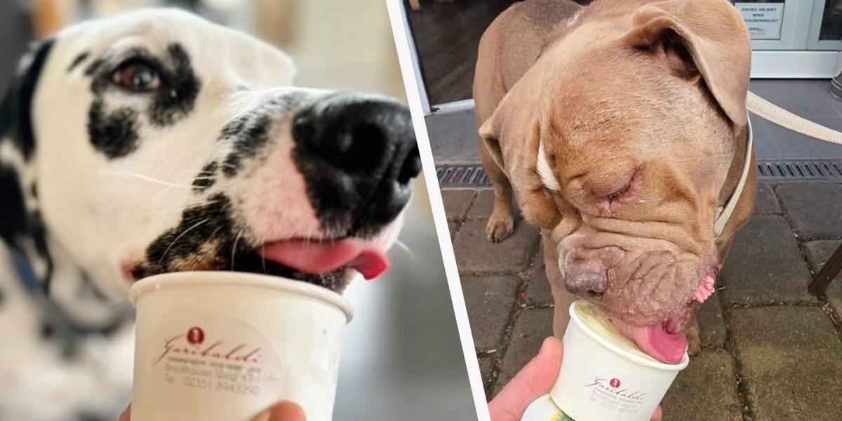 Românul care răsfață câinii nemților cu înghețată delicioasă