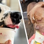 Românul care răsfață câinii nemților cu înghețată delicioasă