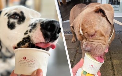 Românul care răsfață câinii nemților cu înghețată delicioasă