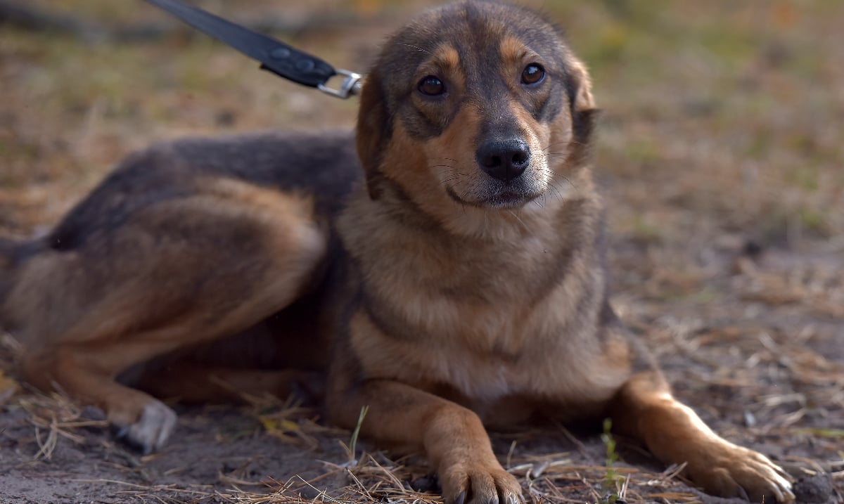 Dresor filmat în timp ce agresează un câine