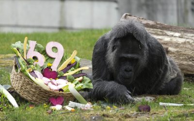 Gorila record din Berlin: S-a sărbătorit ziua de naștere la Zoo!