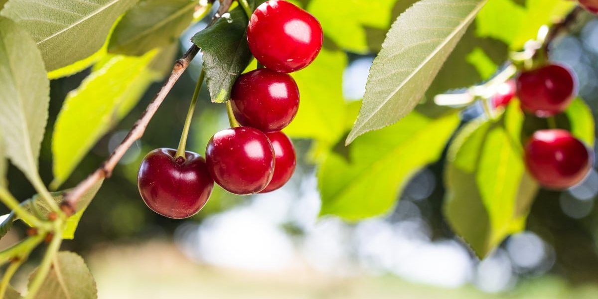 Cireșele, mai ieftine în 2026? Analizăm prețul pe piață din România