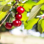 Cireșele, mai ieftine în 2026? Analizăm prețul pe piață din România