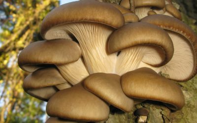 AI revoluționează agricultura: Proiectul Mushnomics, o nouă perspectivă