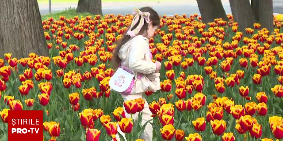 Timișoara are un colț de grădină olandeză la care nu te-ai aștepta