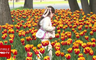 Parcul Central din Timișoara devine un Rai pentru iubitorii de flori Un parc din Timișoara a fost transformat în această perioadă într-un adevărat festival de culori și parfumuri, datorită unei expoziții impresionante de lalele