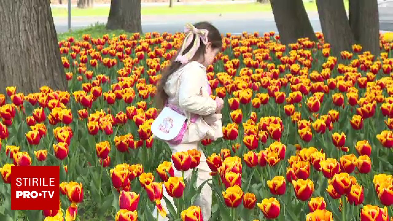 Parcul Central din Timișoara devine un Rai pentru iubitorii de flori Un parc din Timișoara a fost transformat în această perioadă într-un adevărat festival de culori și parfumuri, datorită unei expoziții impresionante de lalele