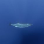 Creatură misterioasă din adâncuri, după 150 de ani: Cercetătorii, uluiți