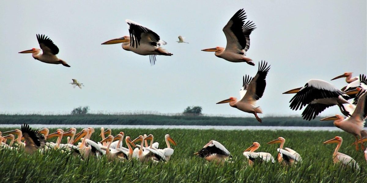 Ministra Mediului: Dezastru în Delta Dunării, fonduri europene pierdute